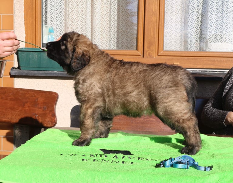 Štěňata Leonberger - Vrh K
