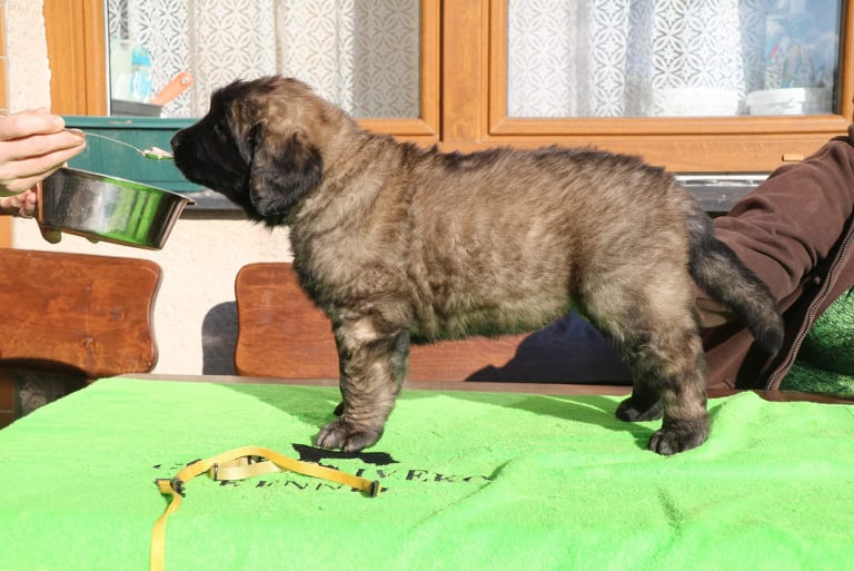 Štěňata Leonberger - Vrh K