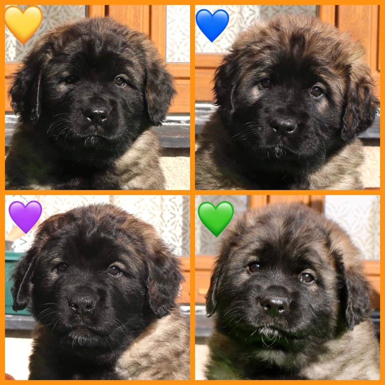 Štěňata Leonberger - Vrh K