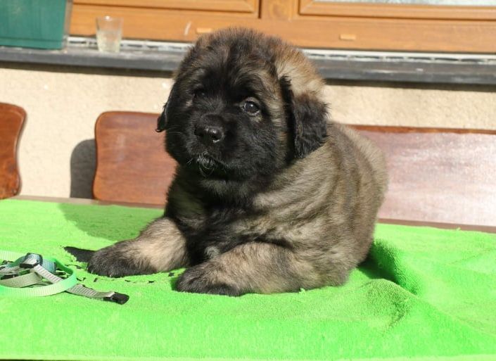 Štěňata Leonberger - Vrh K