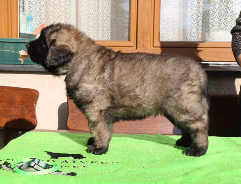 Štěňata Leonberger - Vrh K