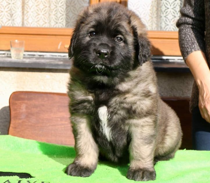 Štěňata Leonberger - Vrh K