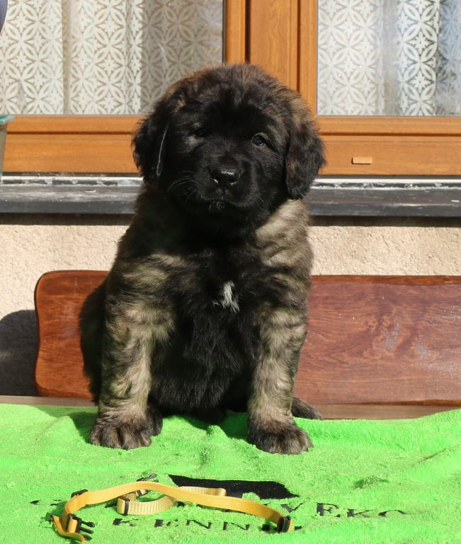 Štěňata Leonberger - Vrh K
