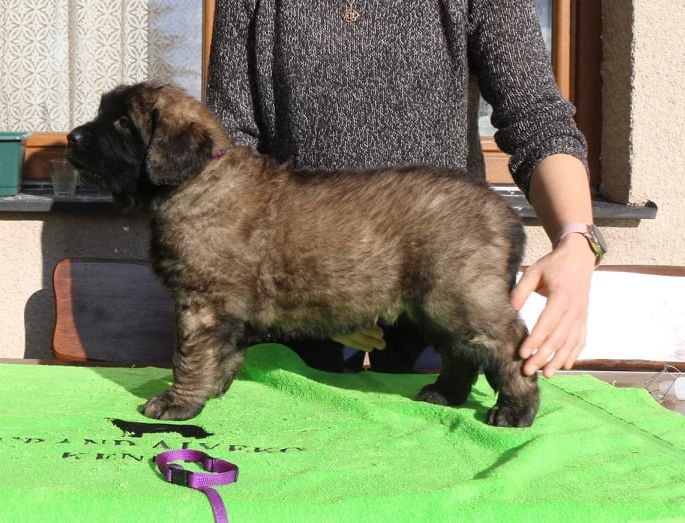 Štěňata Leonberger - Vrh K