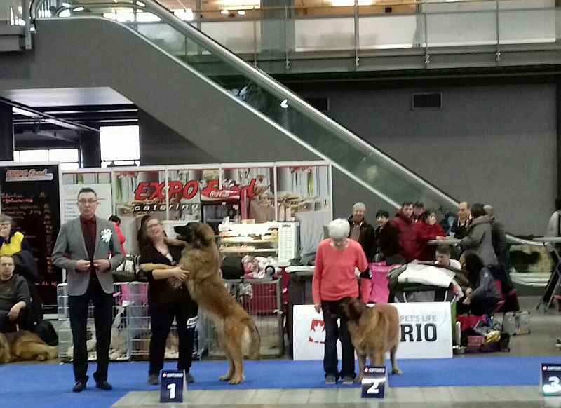 Národní výstava psů Brno